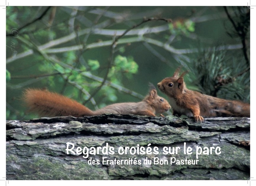 Regards croisés - écureuils